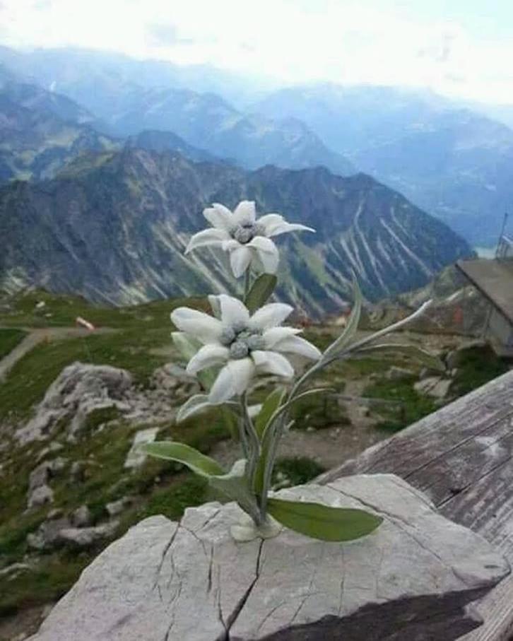 Mes Lastei Leilighet Campitello di Fassa Eksteriør bilde
